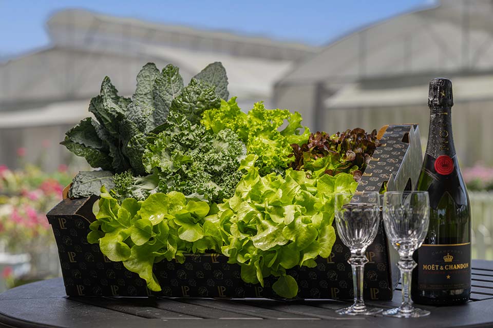 VeggieFarm_2024_00018.jpg