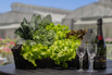 VeggieFarm_2024_00018.jpg
