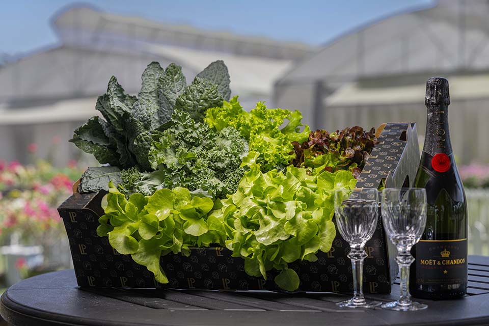 VeggieFarm_2024_00019.jpg