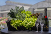VeggieFarm_2024_00019.jpg