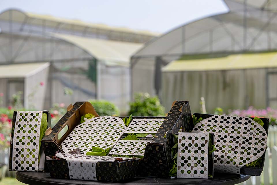 VeggieFarm_2024_00022.jpg