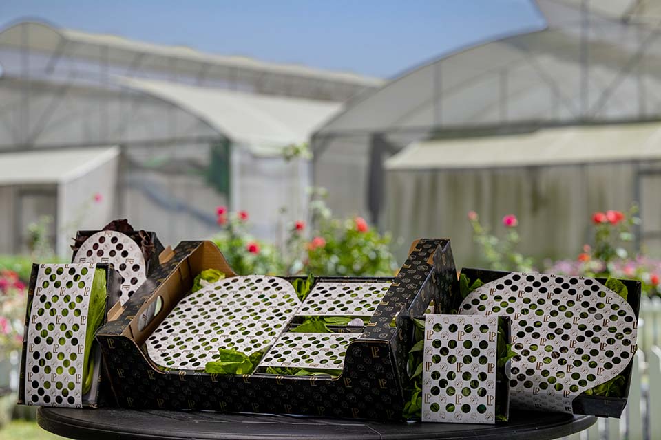 VeggieFarm_2024_00025.jpg