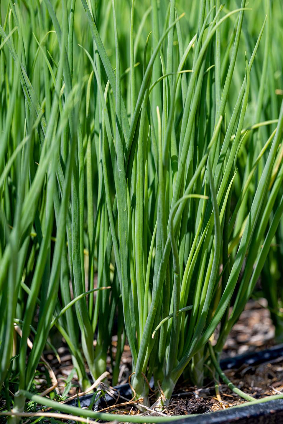 VeggieFarm_2024_00026.jpg