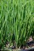VeggieFarm_2024_00026.jpg