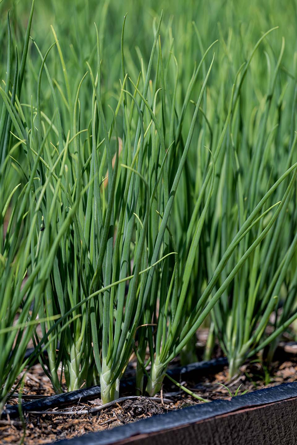 VeggieFarm_2024_00027.jpg