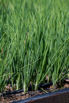 VeggieFarm_2024_00027.jpg