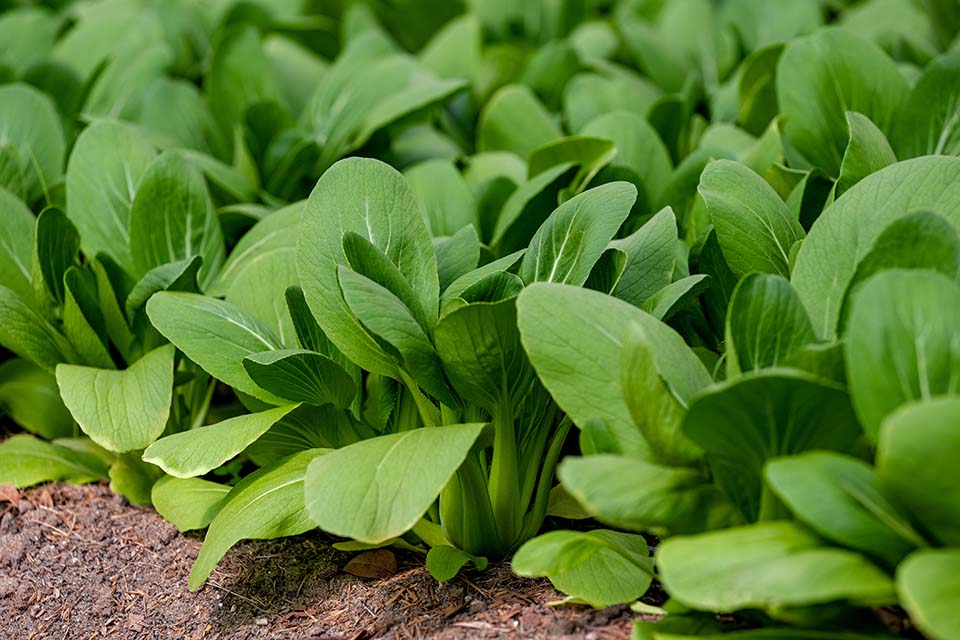 VeggieFarm_2024_00028.jpg