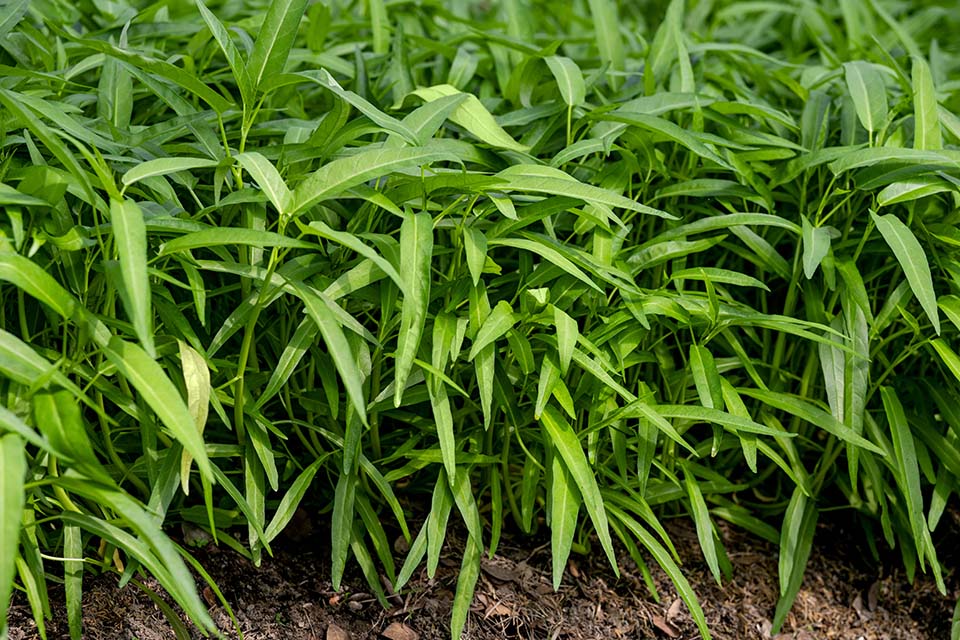 VeggieFarm_2024_00029.jpg