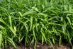 VeggieFarm_2024_00029.jpg