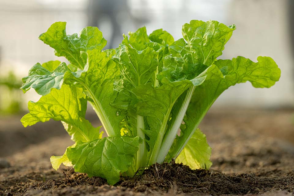 VeggieFarm_2024_00030.jpg
