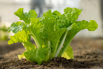 VeggieFarm_2024_00030.jpg