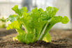 VeggieFarm_2024_00037.jpg