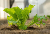 VeggieFarm_2024_00045.jpg