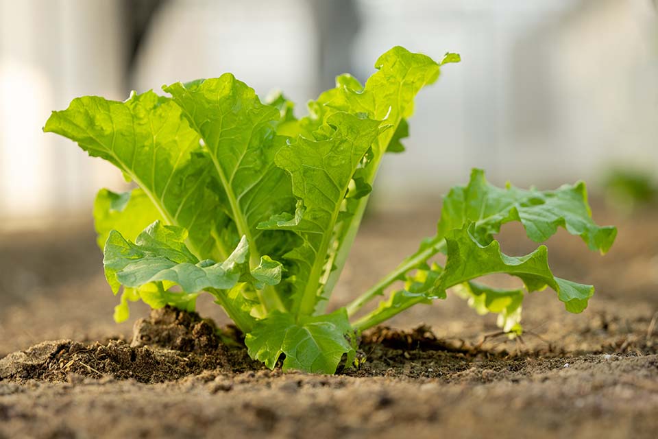 VeggieFarm_2024_00055.jpg