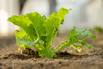 VeggieFarm_2024_00055.jpg