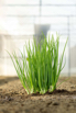 VeggieFarm_2024_00061.jpg