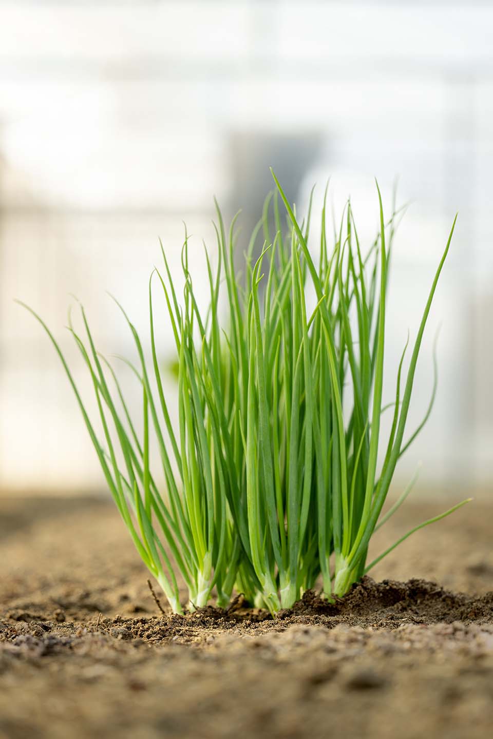VeggieFarm_2024_00063.jpg