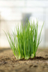 VeggieFarm_2024_00063.jpg