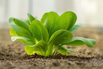 VeggieFarm_2024_00081.jpg