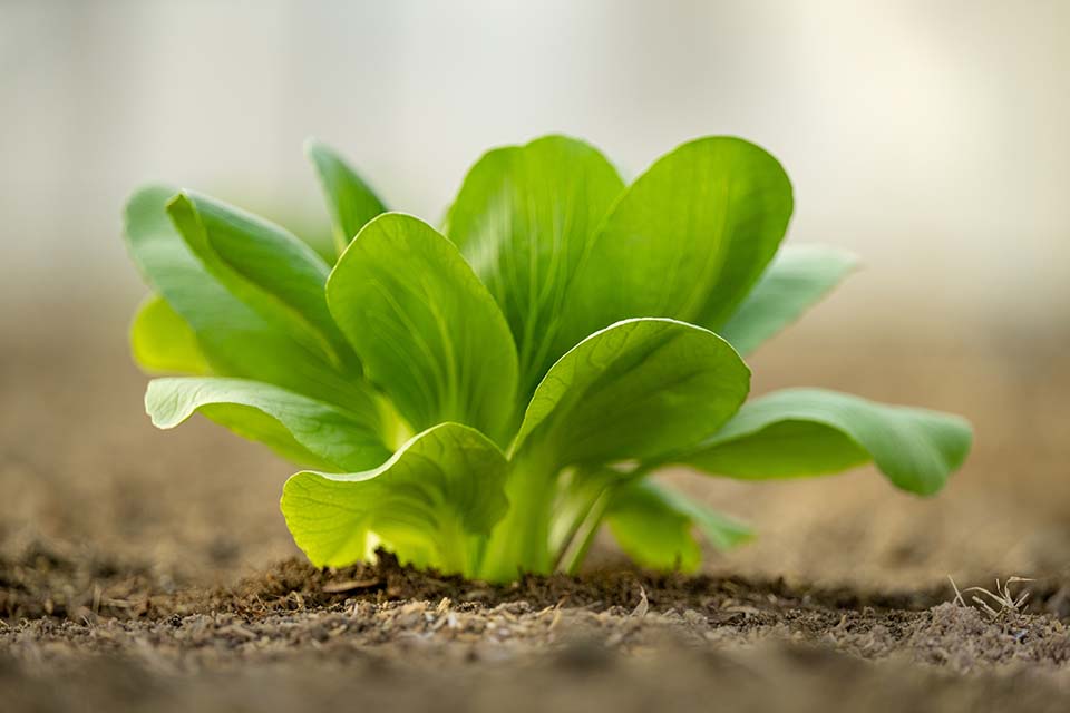 VeggieFarm_2024_00085.jpg