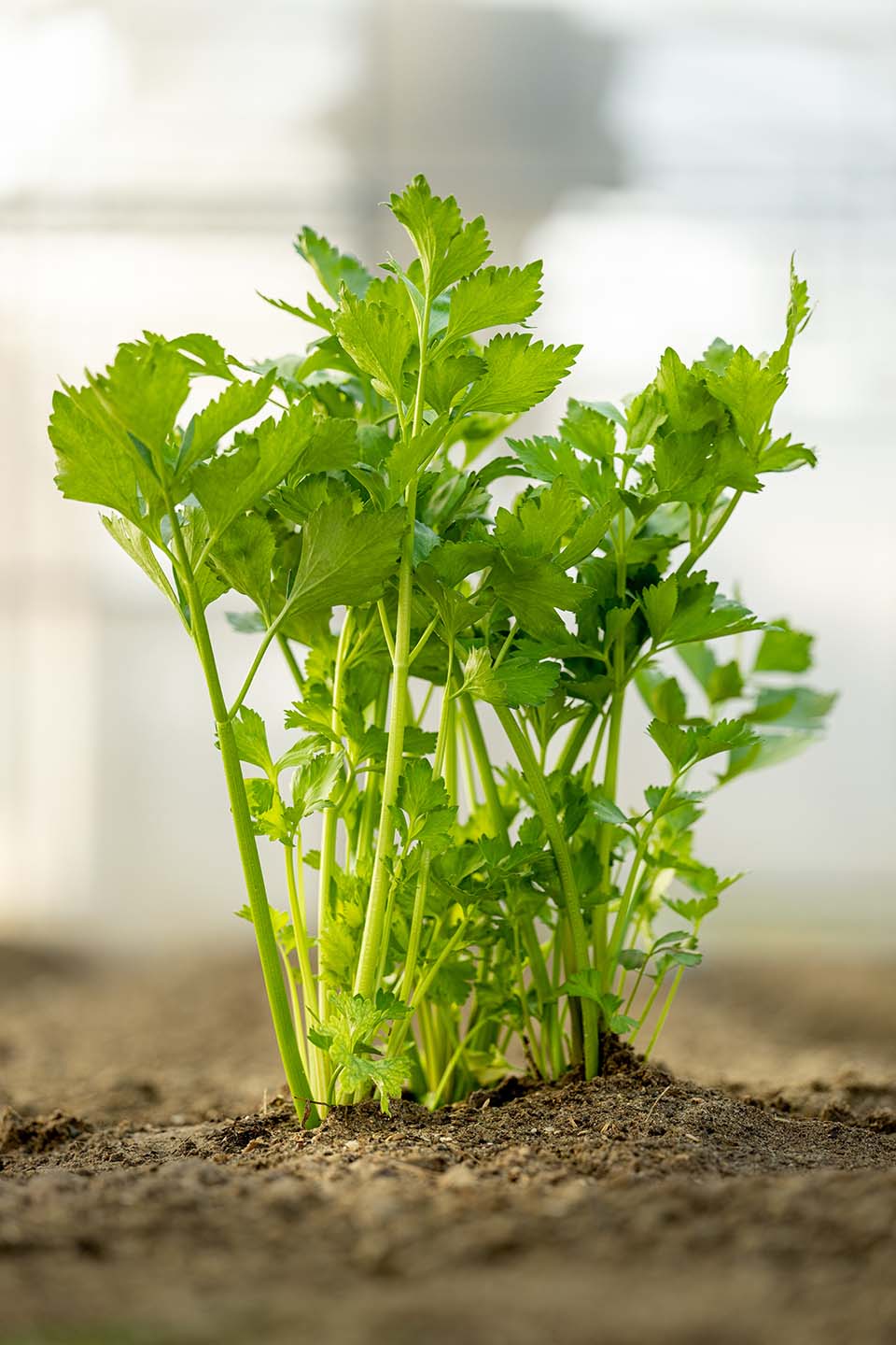 VeggieFarm_2024_00087.jpg