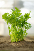 VeggieFarm_2024_00087.jpg