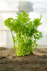 VeggieFarm_2024_00091.jpg