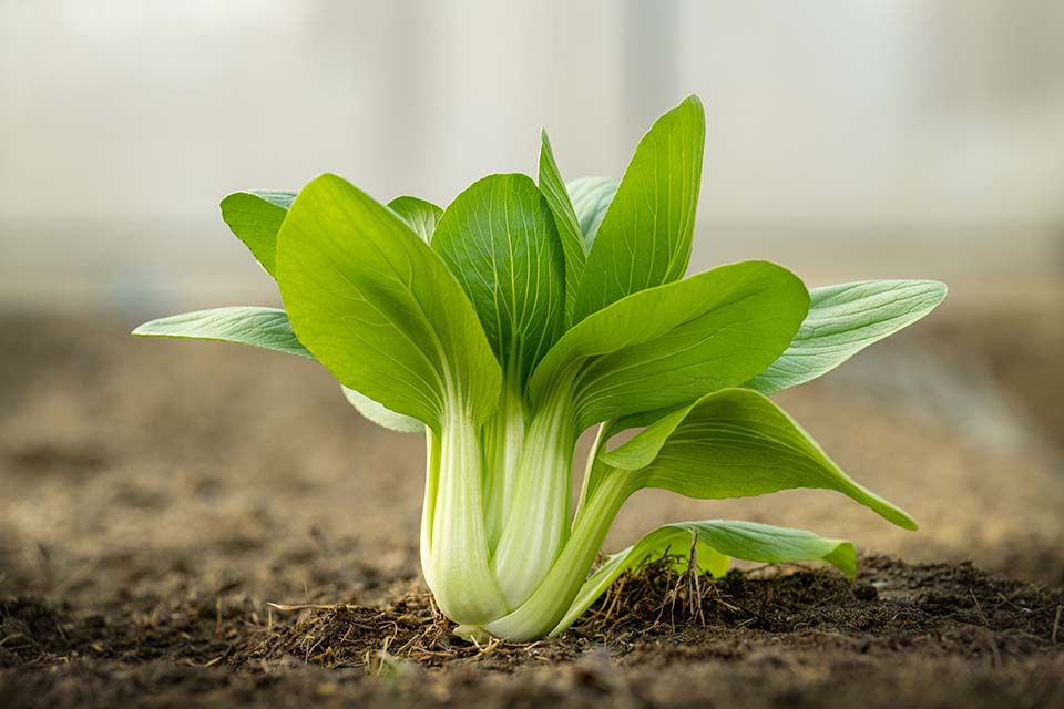 VeggieFarm_2024_00098.jpg