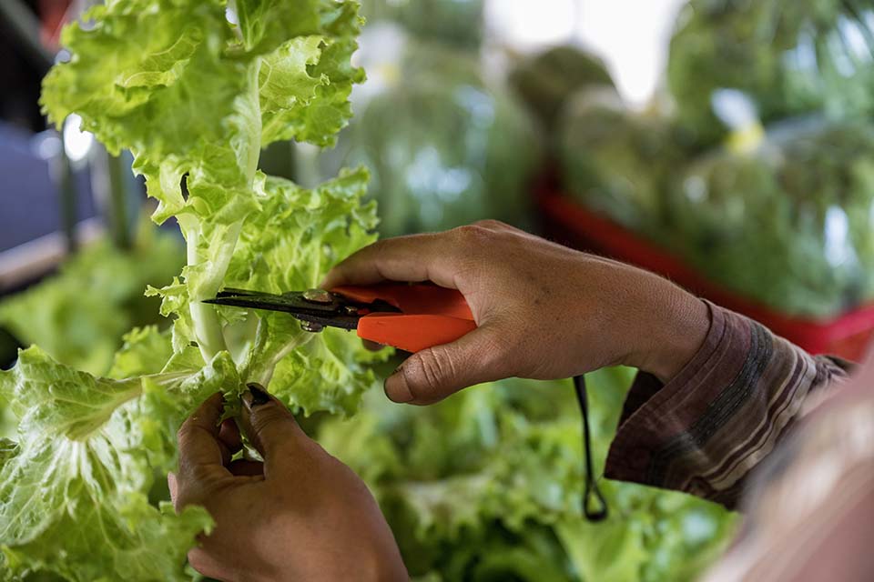 VeggieFarm_2022_00178.jpg