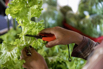 VeggieFarm_2022_00178.jpg