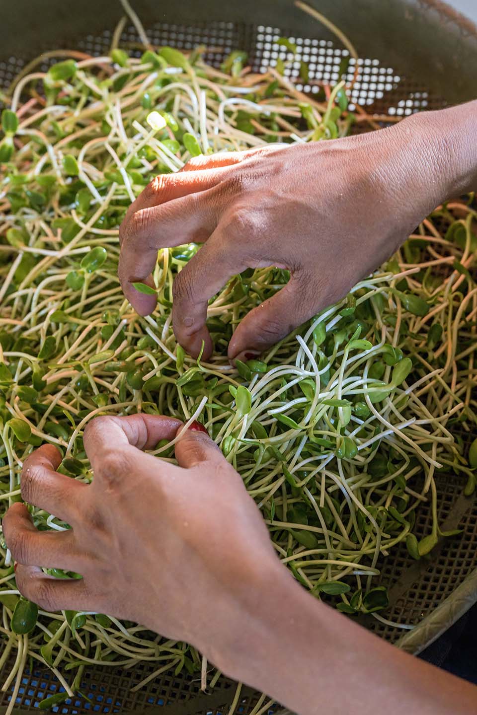 VeggieFarm_2022_00200.jpg