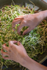 VeggieFarm_2022_00200.jpg