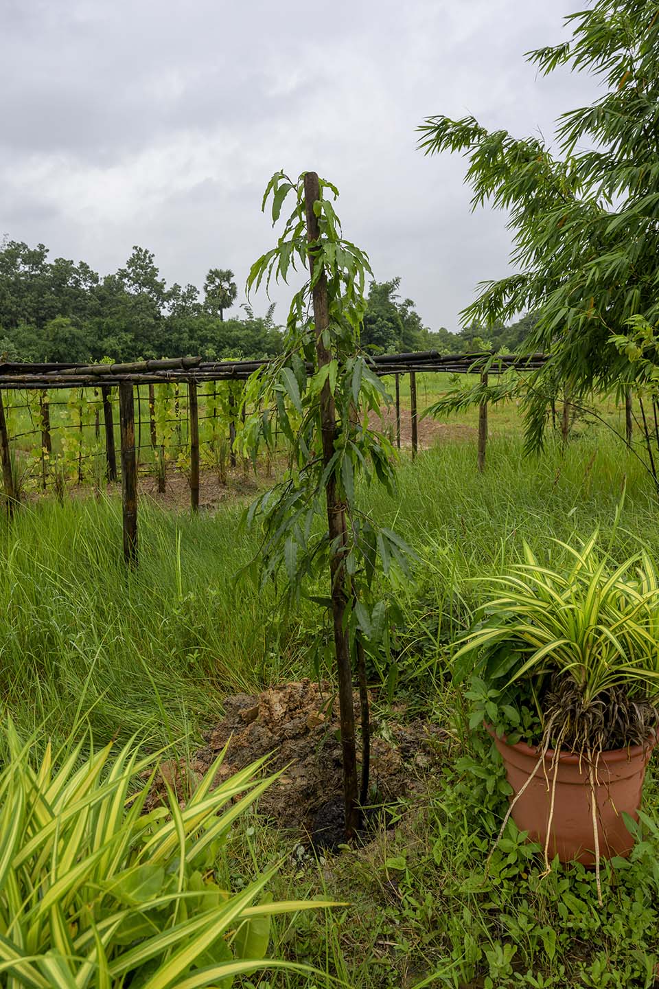 Sustainability_2025_01767.jpg