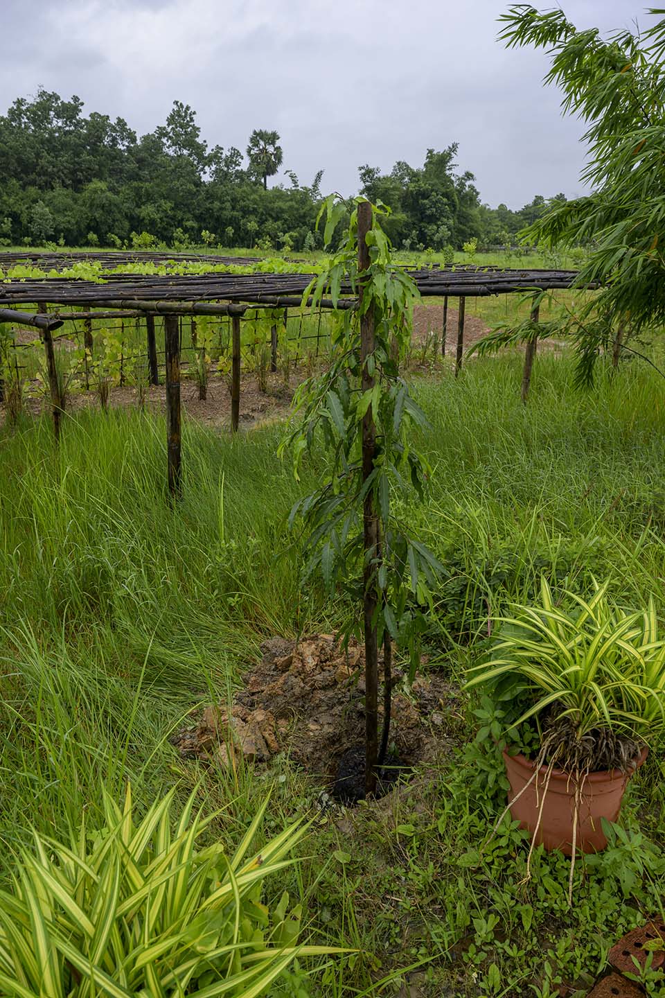 Sustainability_2025_01768.jpg