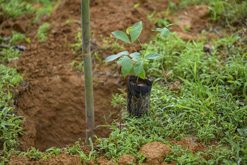 Sustainability_2026_00396.jpg