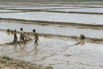 Burma_2015_01463.jpg