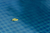 PHGE_2017_06567.jpg