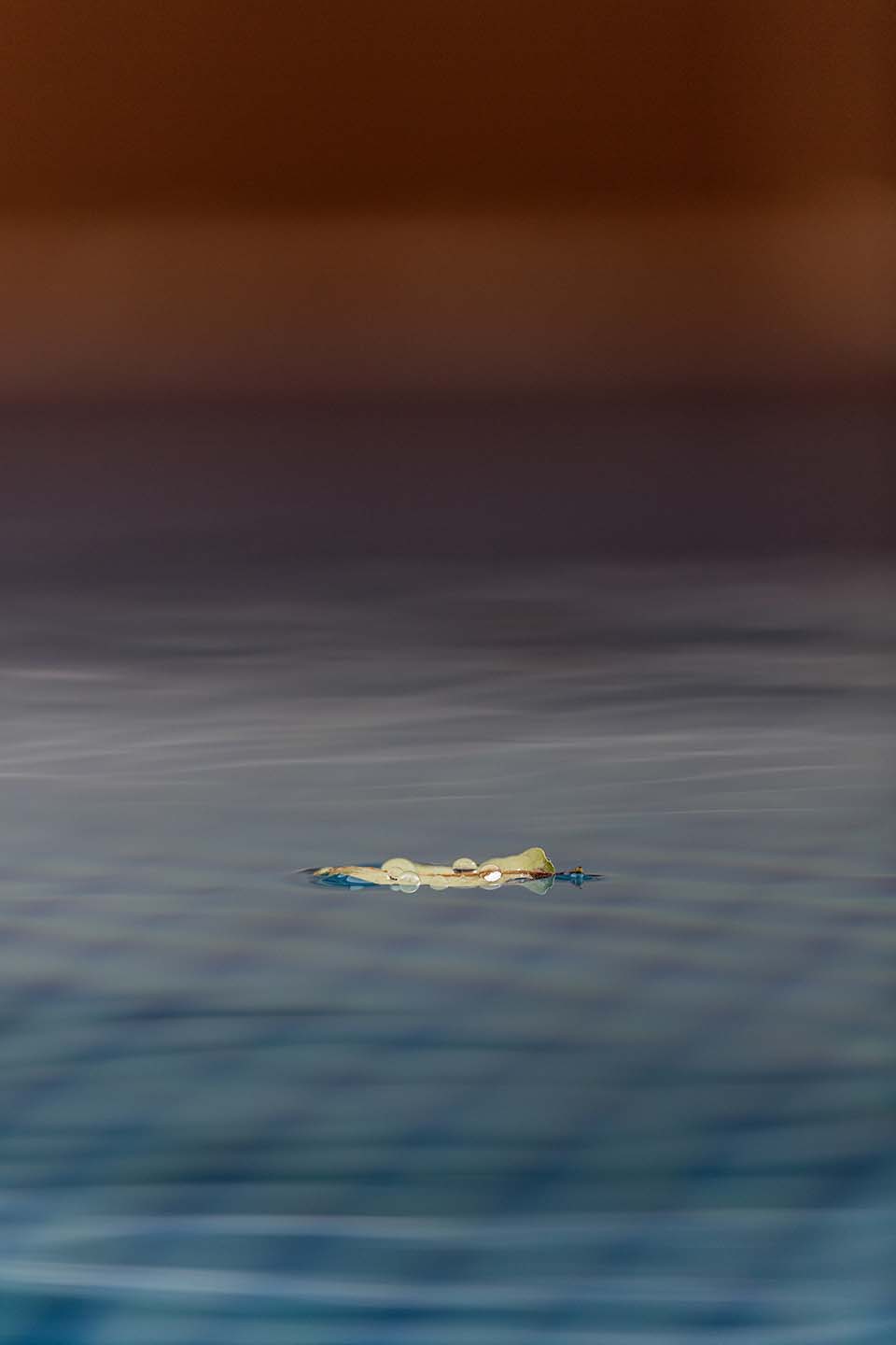 PHGE_2017_06572.jpg
