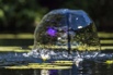 PHGE_2016_06363.jpg